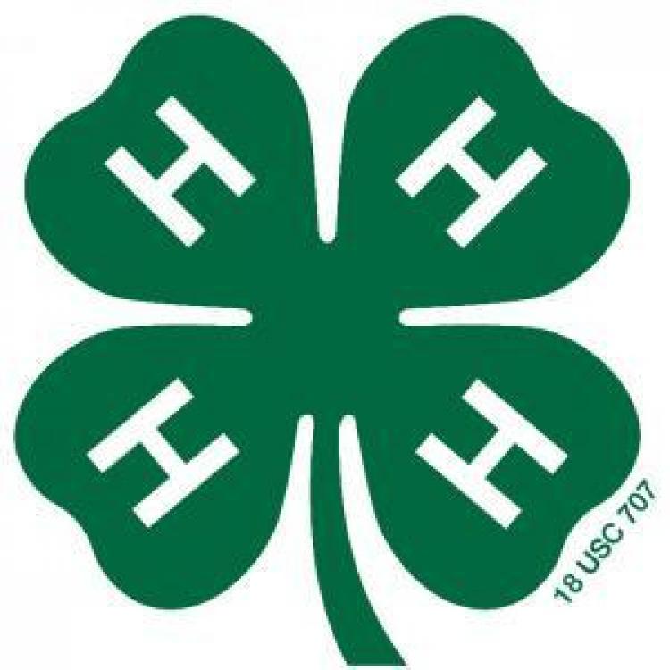  4-H Clover